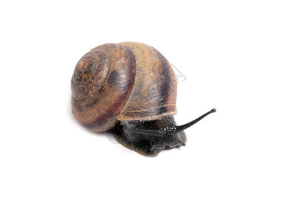a蜗牛在图片