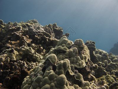 太平洋海底的珊瑚图片