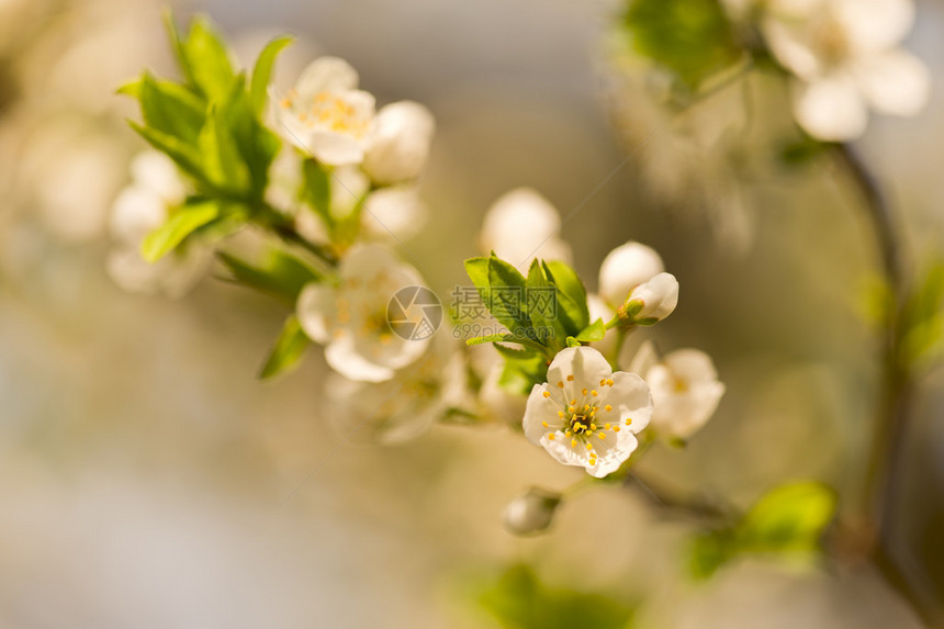 开满白花的春梅树图片