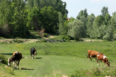 绿草地上的牛图片