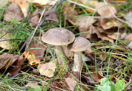 两个牛肝菌蘑菇在森林里图片
