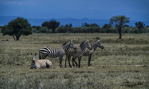 肯尼亚内罗毕公园斑马团体FILM图片