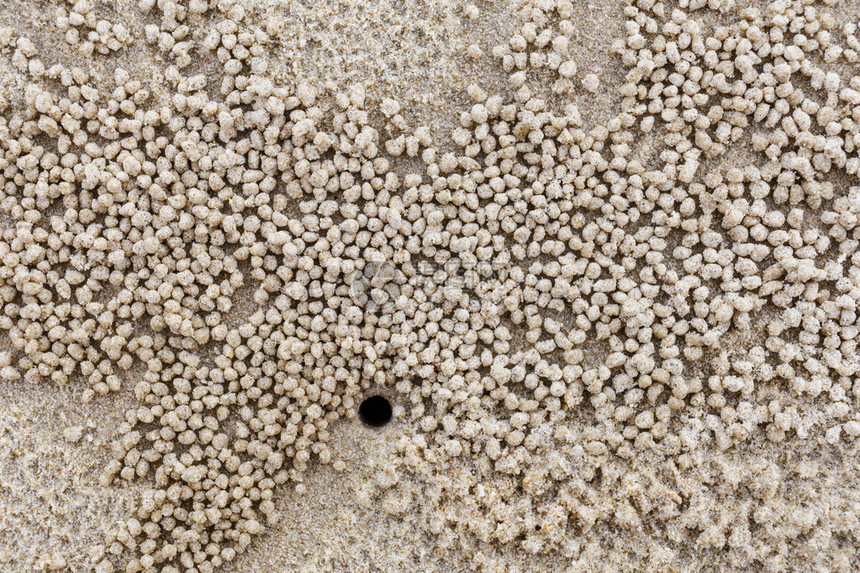 小白蟹的自然栖息地图片