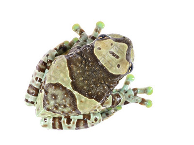 金眼树青蛙或亚马孙牛奶青蛙孤立的热图片