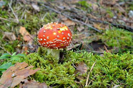 Agaric蘑菇图片