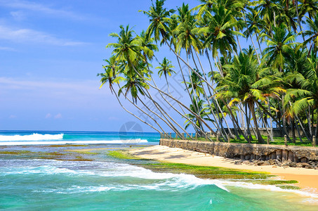 棕榈树和海滩景观高清图片
