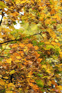 秋天五颜六色的树叶自然背景图片