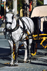 白马骑在西班牙塞维利亚的一辆马车图片