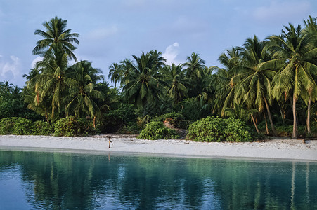 马尔迪夫群岛南都海滩海滩上的椰子树FIL图片