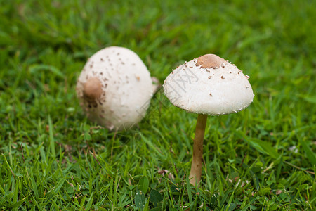 秋季毒蘑菇特写图片
