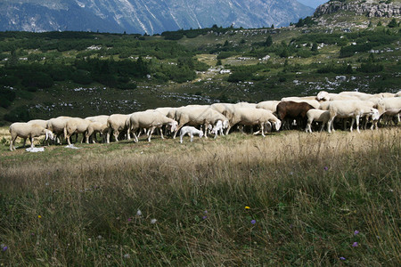 在山上吃草的羊图片