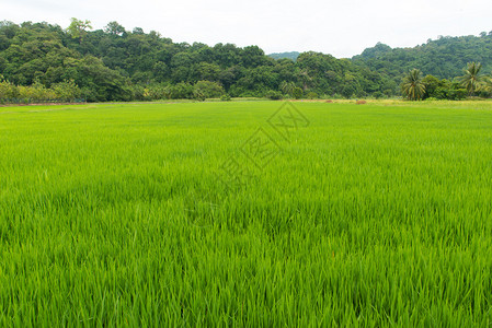 以树木和天空为背景的绿色稻田图片