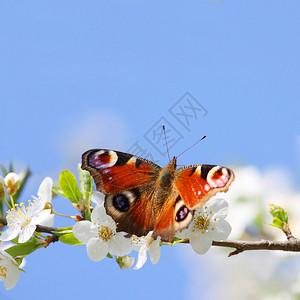 野樱花上的孔雀蝴蝶图片