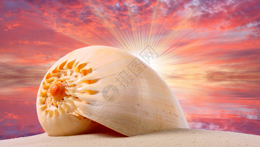海滩上的贝壳和热带海洋上的美丽日落自然背景节图片