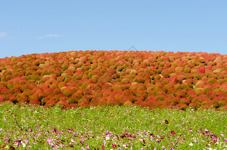 Kokia树是日本Ibaraki省图片