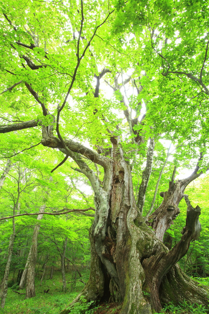 日本贡马Chestnu图片