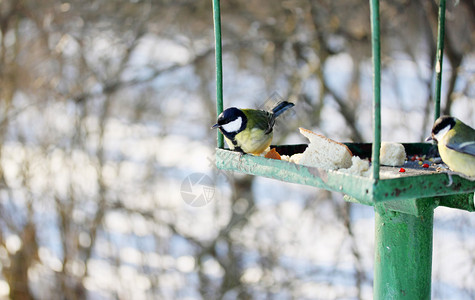 公园里的野鸟喂食器图片
