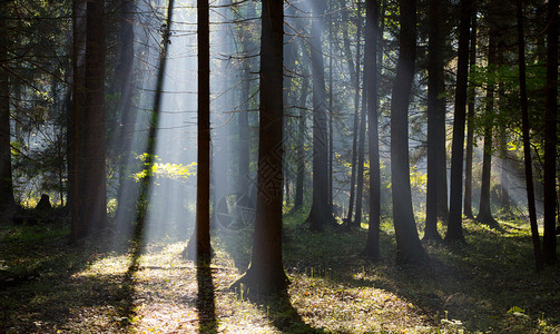 太阳光束进入富饶的低沉森林雾密的清晨图片