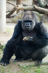 大猩猩吃屎图片