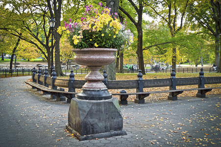 纽约市中央公园的秋天花图片