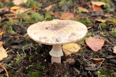 毒菌不可食用的蘑菇在森林里背景图片