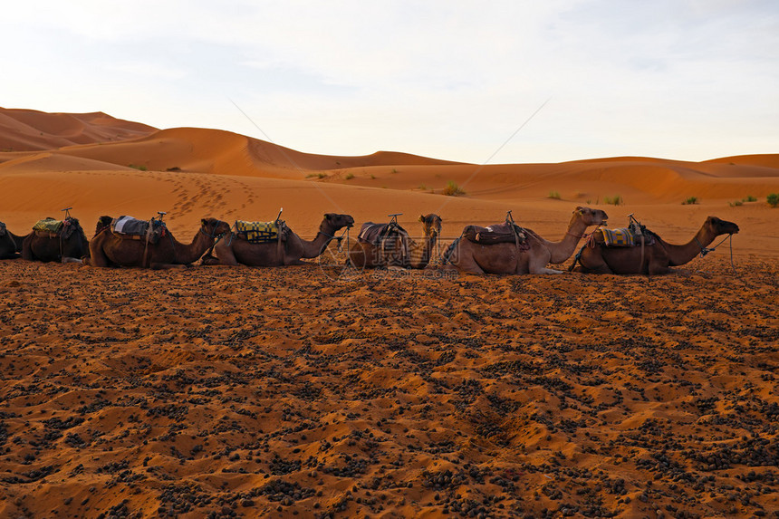 摩洛哥非洲ErgChebb图片