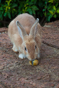 花园里的棕色兔子图片