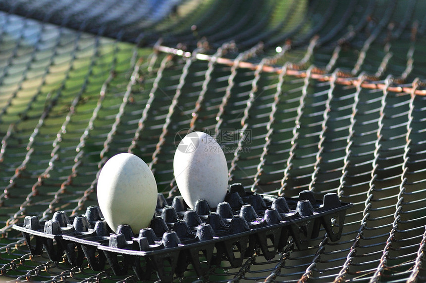 双大蛋天鹅放在铁网图片