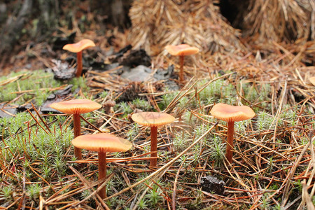 森林中不可食用的毒菌蘑菇图片
