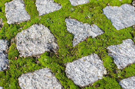 鹅卵石和生苔缝隙的细节图片