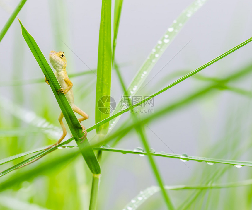 泰国自然界的绿草藏在新鲜图片