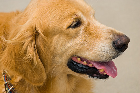 一只快乐的金毛猎犬图片