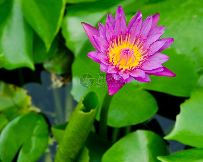 开花在池塘的莲花或睡莲花图片