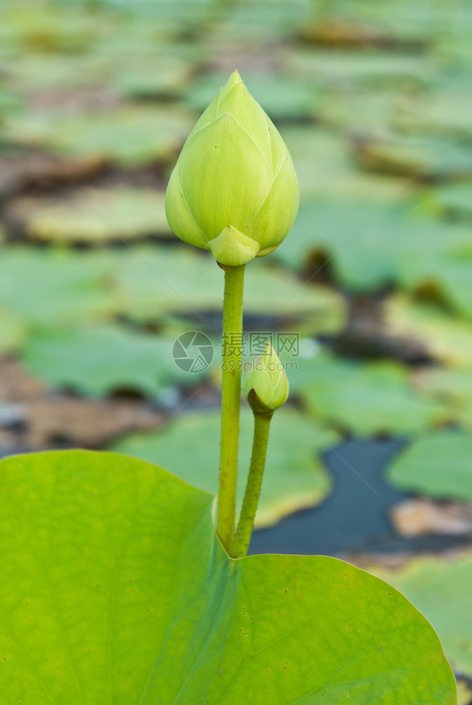 荷花池塘里的睡莲图片