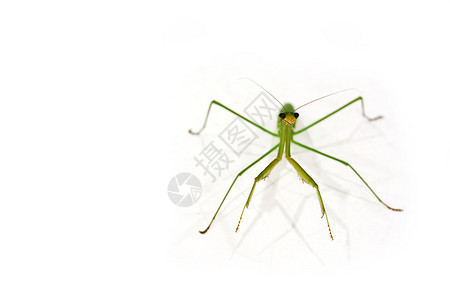 绿色捕食螳螂图片