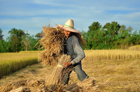 泰国农民在稻田收割水稻图片