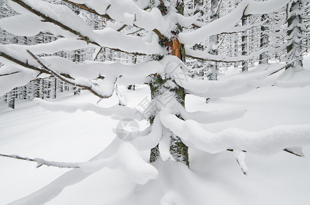 雪覆盖冷杉树枝的山林中的冬季景观图片