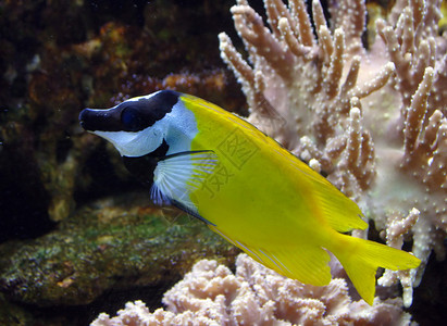 海中的热带礁鱼图片