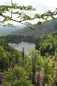 高山湖泊与森林图片