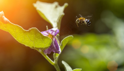蜜蜂飞来开花图片