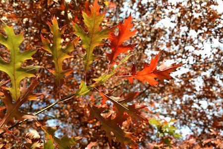 一棵橡树的叶子有红色秋天着色的图片