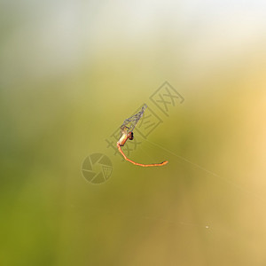 蜻蜓橙色蜘蛛网被抓死图片