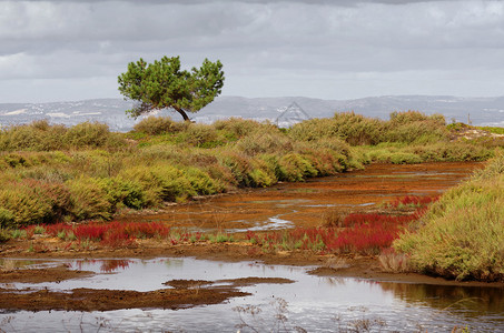 沼泽湿地景观与植被和一棵松树图片