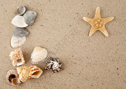 沙子上的海星和海扇壳图片