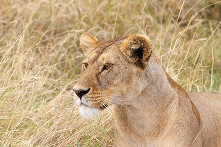 非洲草原非洲狮子Panther图片