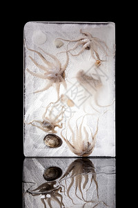 食堂冷冻的海鲜吃章鱼和贝壳在冰冻块中图片