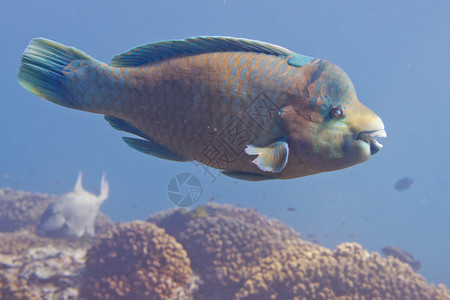 潜水时一条五颜六色的鹦鹉鱼图片