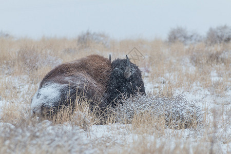 暴风雪中草原上的野牛图片