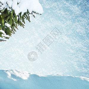 松树在雪地和雪堆中图片