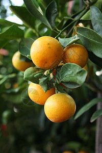 新鲜成熟的橙子挂在树上图片